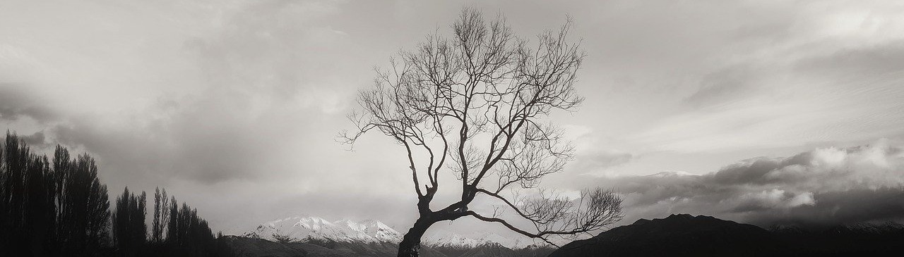 View to a tree in Wanaka